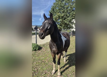 Meer ponys/kleine paarden, Ruin, 14 Jaar, 148 cm, Gevlekt-paard
