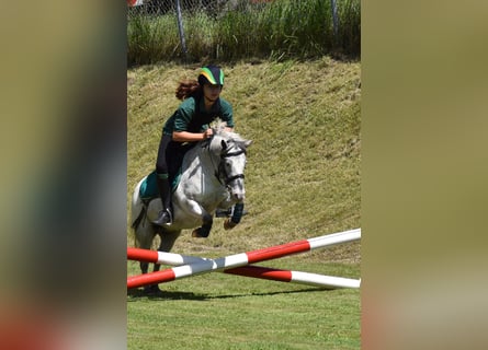 Meer ponys/kleine paarden, Ruin, 15 Jaar, 109 cm, Appaloosa