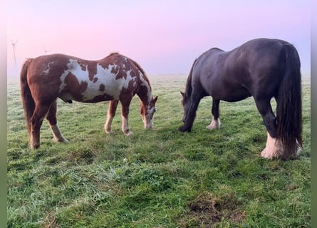Meer ponys/kleine paarden, Ruin, 17 Jaar, 155 cm, Gevlekt-paard
