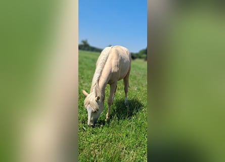 Meer ponys/kleine paarden, Ruin, 1 Jaar, 139 cm, Palomino