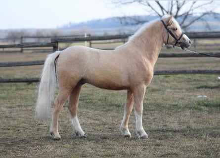 Meer ponys/kleine paarden, Ruin, 3 Jaar, 125 cm, Palomino