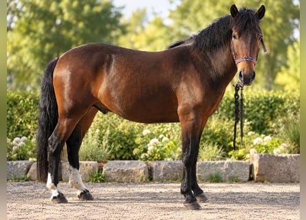 Meer ponys/kleine paarden Mix, Ruin, 3 Jaar, 140 cm, Bruin