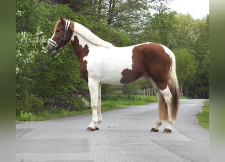 Meer ponys/kleine paarden, Ruin, 3 Jaar, 144 cm, Gevlekt-paard