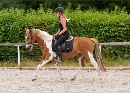 Meer ponys/kleine paarden, Ruin, 3 Jaar, 145 cm, Gevlekt-paard