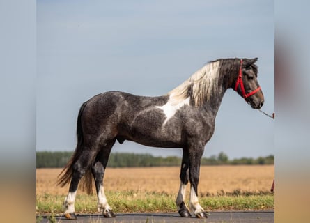Meer ponys/kleine paarden, Ruin, 3 Jaar, 147 cm, Gevlekt-paard