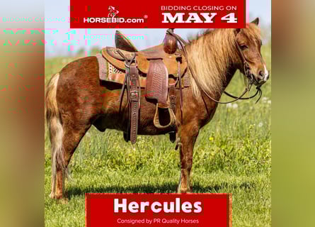 Meer ponys/kleine paarden, Ruin, 4 Jaar, 104 cm, Roodvos