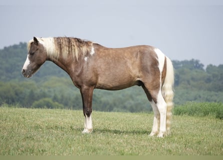Meer ponys/kleine paarden, Ruin, 4 Jaar, 112 cm, Gevlekt-paard