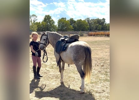 Meer ponys/kleine paarden, Ruin, 4 Jaar, 120 cm, Appelschimmel