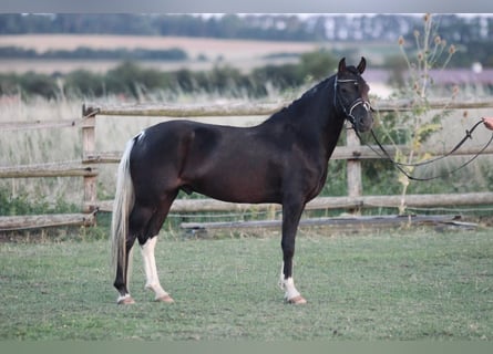 Meer ponys/kleine paarden, Ruin, 4 Jaar, 125 cm, Zwart