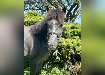 Meer ponys/kleine paarden, Ruin, 4 Jaar, 127 cm, Zwartschimmel