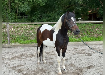 Meer ponys/kleine paarden, Ruin, 4 Jaar, 140 cm, Gevlekt-paard