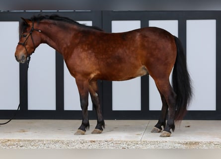 Meer ponys/kleine paarden, Ruin, 4 Jaar, 140 cm, Roodbruin