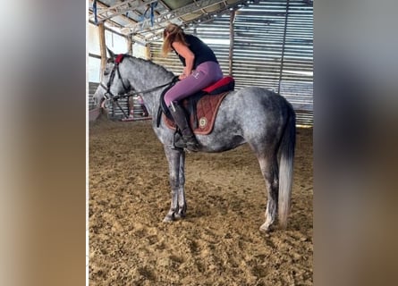 Meer ponys/kleine paarden, Ruin, 4 Jaar, 140 cm, Schimmel