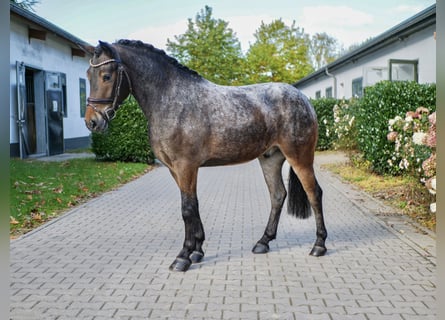 Meer ponys/kleine paarden, Ruin, 4 Jaar, 140 cm