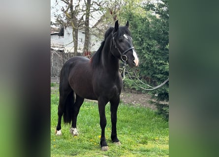 Meer ponys/kleine paarden, Ruin, 4 Jaar, 140 cm, Zwart