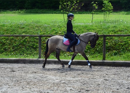 Meer ponys/kleine paarden, Ruin, 4 Jaar, 143 cm, Falbe