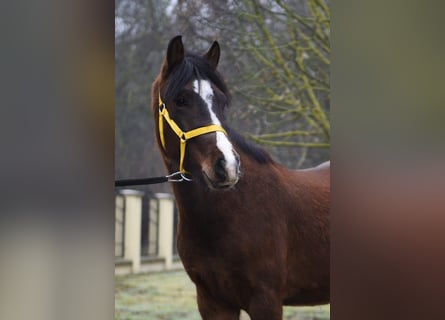Meer ponys/kleine paarden, Ruin, 4 Jaar, 147 cm, Bruin