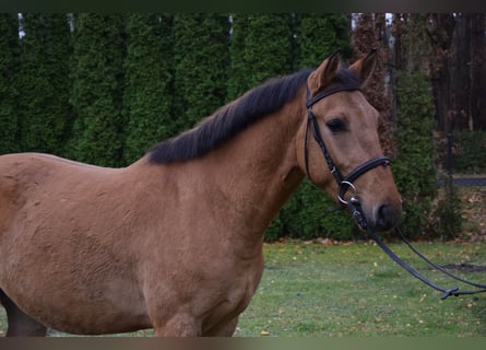 Meer ponys/kleine paarden, Ruin, 4 Jaar, 147 cm, Falbe
