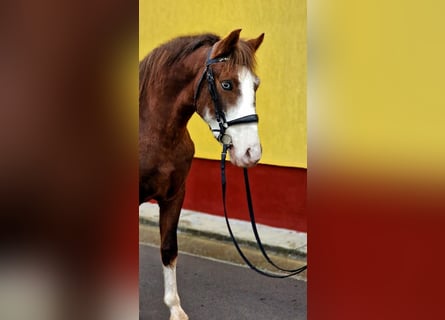 Meer ponys/kleine paarden, Ruin, 4 Jaar, 147 cm, Vos
