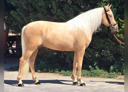 Meer ponys/kleine paarden, Ruin, 4 Jaar, 148 cm, Palomino