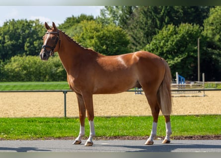 Meer ponys/kleine paarden, Ruin, 4 Jaar, 148 cm, Vos