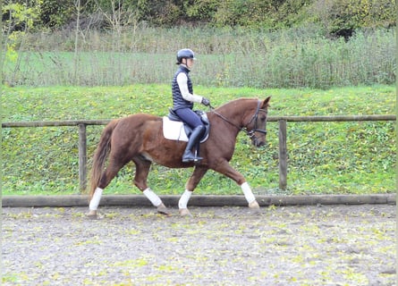 Meer ponys/kleine paarden, Ruin, 4 Jaar, 150 cm, Vos