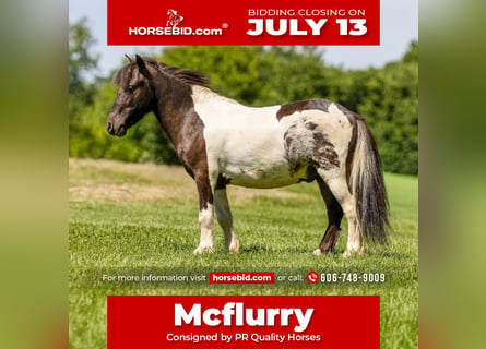 Meer ponys/kleine paarden, Ruin, 4 Jaar, 89 cm, Gevlekt-paard
