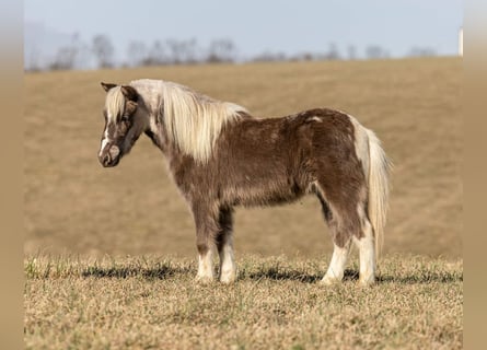 Meer ponys/kleine paarden, Ruin, 4 Jaar, 89 cm, Gevlekt-paard