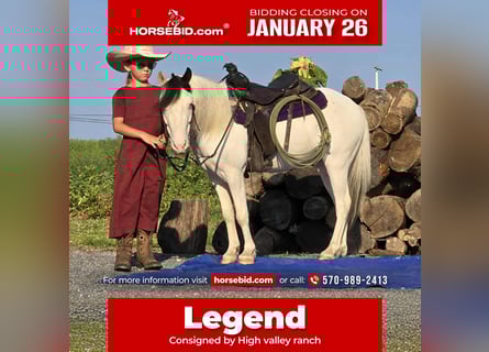 Meer ponys/kleine paarden, Ruin, 5 Jaar, 102 cm, Gevlekt-paard