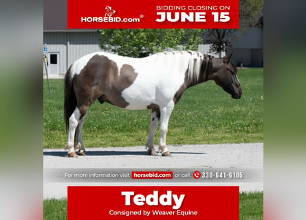 Meer ponys/kleine paarden, Ruin, 5 Jaar, 102 cm, Gevlekt-paard