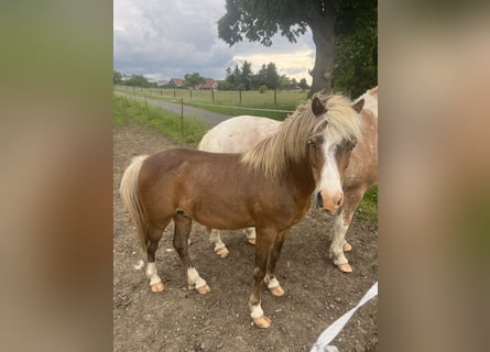 Meer ponys/kleine paarden Mix, Ruin, 5 Jaar, 110 cm, Donkere-vos