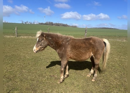Meer ponys/kleine paarden Mix, Ruin, 5 Jaar, 110 cm, Donkere-vos