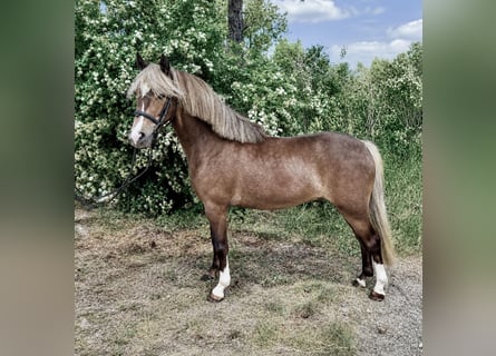 Meer ponys/kleine paarden, Ruin, 5 Jaar, 115 cm, Donkere-vos
