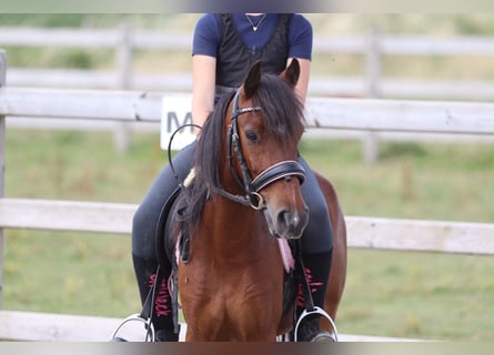 Meer ponys/kleine paarden, Ruin, 5 Jaar, 120 cm, Bruin