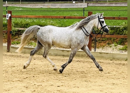 Meer ponys/kleine paarden, Ruin, 5 Jaar, 125 cm, Appelschimmel