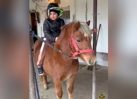 Meer ponys/kleine paarden, Ruin, 5 Jaar, 125 cm, Vos