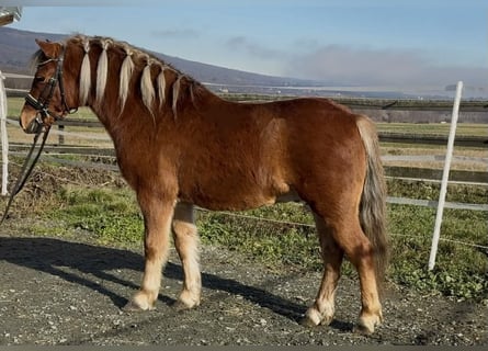 Meer ponys/kleine paarden, Ruin, 5 Jaar, 125 cm, Vos