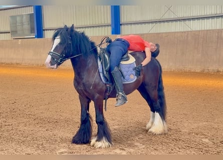 Meer ponys/kleine paarden, Ruin, 5 Jaar, 140 cm, Zwart