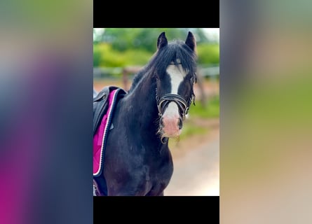 Meer ponys/kleine paarden, Ruin, 5 Jaar, 140 cm, Zwart