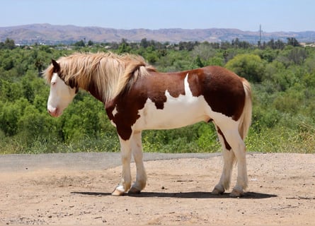 Meer ponys/kleine paarden, Ruin, 5 Jaar, 142 cm, Gevlekt-paard