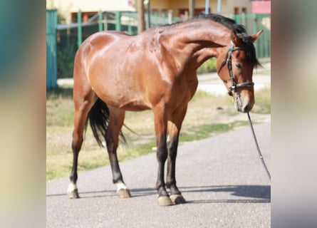 Meer ponys/kleine paarden, Ruin, 5 Jaar, 145 cm, Bruin