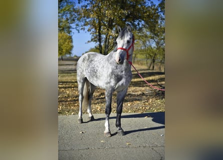 Meer ponys/kleine paarden, Ruin, 5 Jaar, 145 cm, Schimmel