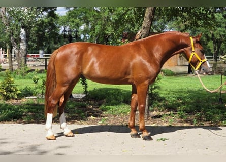 Meer ponys/kleine paarden, Ruin, 5 Jaar, 146 cm