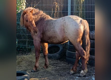 Meer ponys/kleine paarden, Ruin, 5 Jaar, 148 cm, Roan-Red