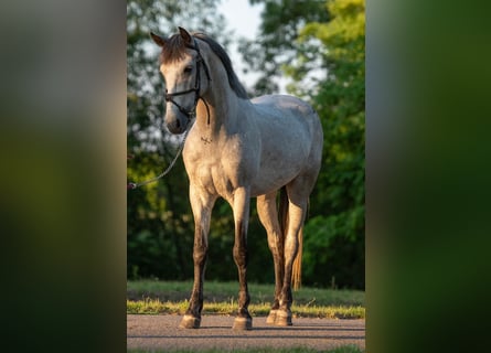 Meer ponys/kleine paarden, Ruin, 5 Jaar, 148 cm, Schimmel