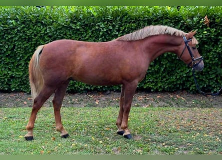 Meer ponys/kleine paarden, Ruin, 5 Jaar, 148 cm, Vos