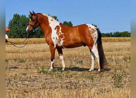 Meer ponys/kleine paarden, Ruin, 5 Jaar, 150 cm, Gevlekt-paard