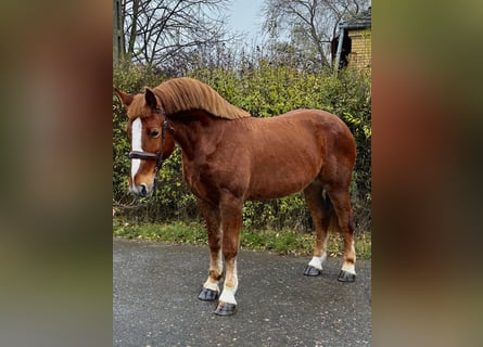 Meer ponys/kleine paarden, Ruin, 5 Jaar, 152 cm, Bruin