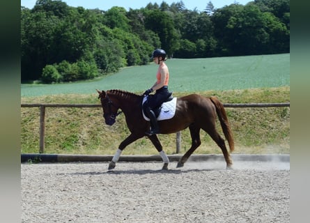 Meer ponys/kleine paarden, Ruin, 5 Jaar, 152 cm, Vos