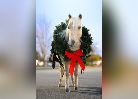 Meer ponys/kleine paarden, Ruin, 5 Jaar, 86 cm, Palomino